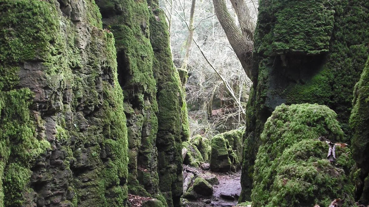 Dense temperate woodland floor covered in deep green moss and ancient tree roots