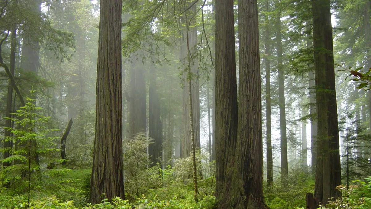 Towering coastal redwood trunks surrounded by dense green ferns and mist