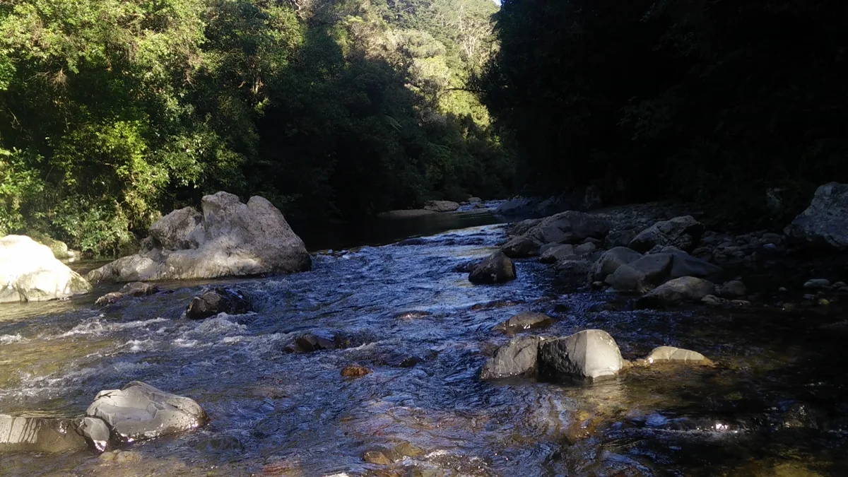 Dense temperate rainforest canopy shading a rocky river gorge